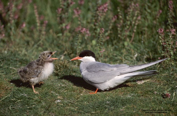 Küstenseeschwalbe (Sterna paradisaea)