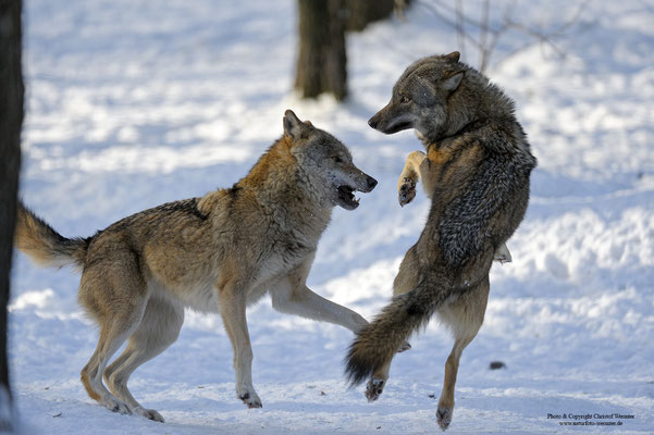 Wolf (Canis lupus) (c)