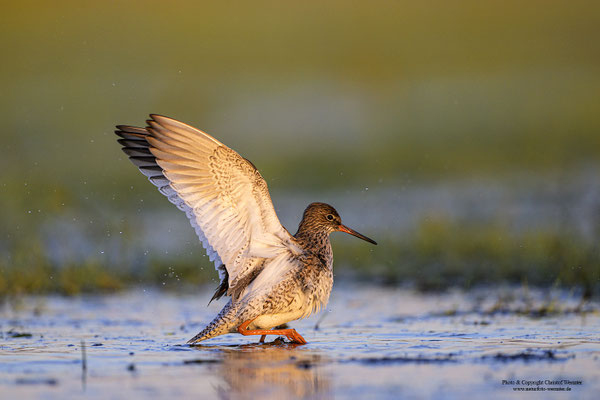 Rotschenkel (Tringa totanus)