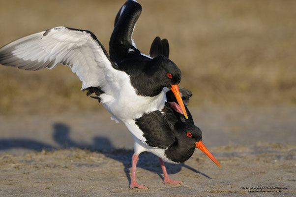 Austernfischer (Haematopus ostralegus), Kopula