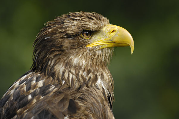 Seeadler (Haliaeetus albicilla), Jungvogel (C)