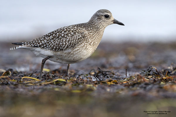 Kiebitzregenpfeifer (Pluvialis squatarola)
