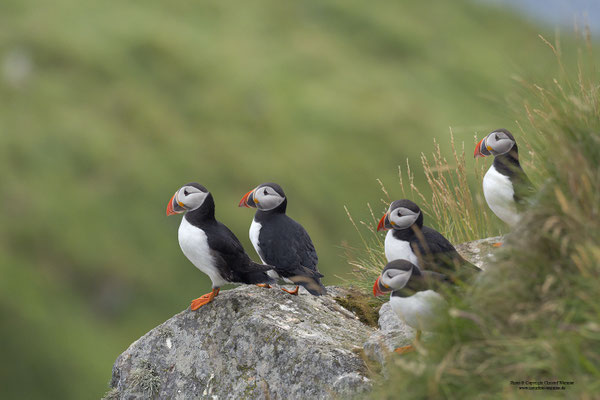 Papageitaucher, Gruppe