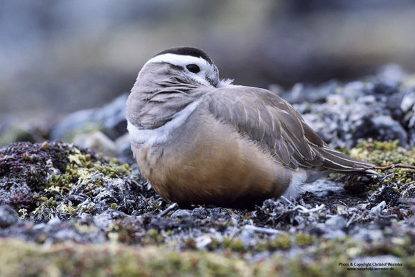 Mornellregenpfeifer (Charadrius morinellus)