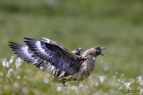 Skua (Stercorarius skua) Paar Begrüßung