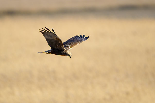 Rohrweihe (Circus aeruginosus), Weibchen