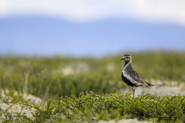 Goldregenpfeifer (Pluvialis apricaria)