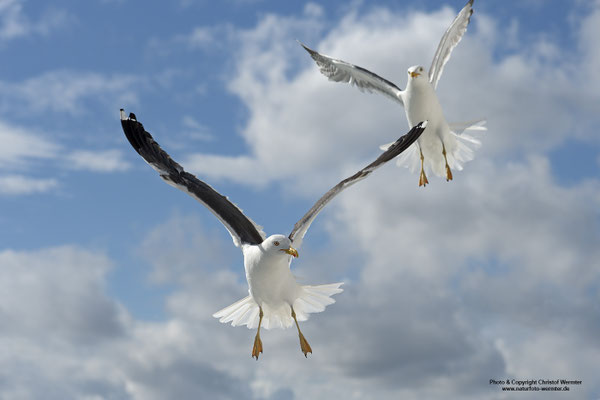 Heringsmöwe (Larus fuscus)