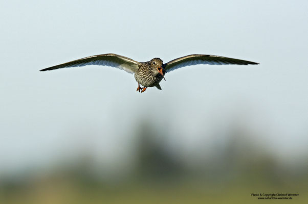 Rotschenkel (Tringa totanus) im Flug