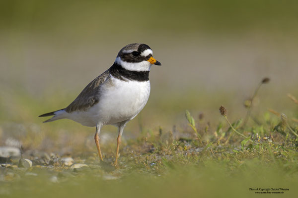Sandregenpfeifer (Charadrius hiaticula)