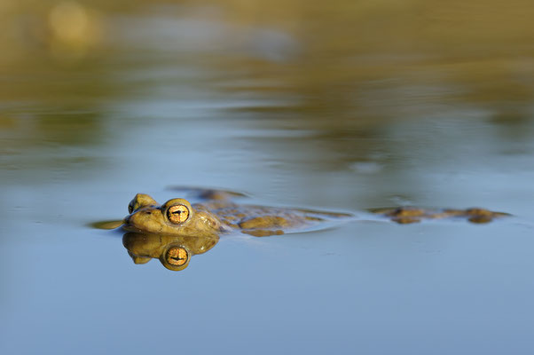 Erdkrötenmännchen (Bufo bufo) im Laichgewässer 