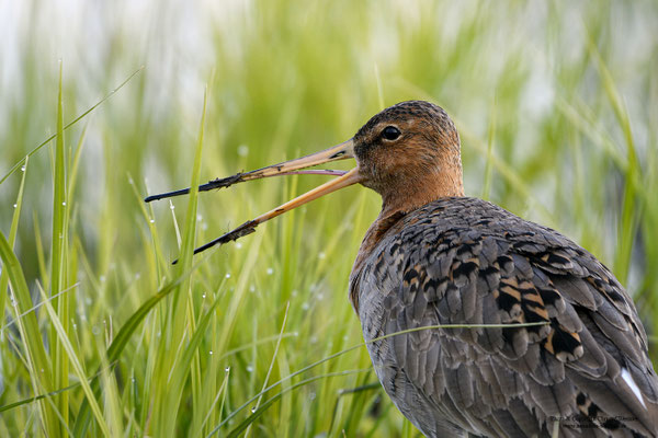 Uferschnepfe (Limosa limosa)