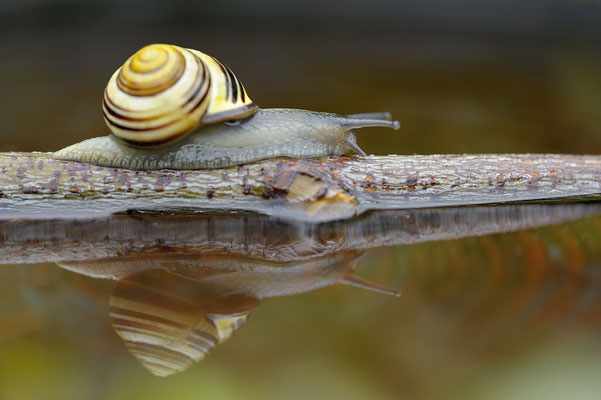 Schwarzmündige Bänderschnecke (Cepaea nemoralis)