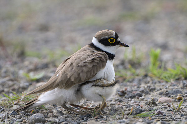 Flussregenpfeifer (Charadrius dubius) hudert Jungvogel