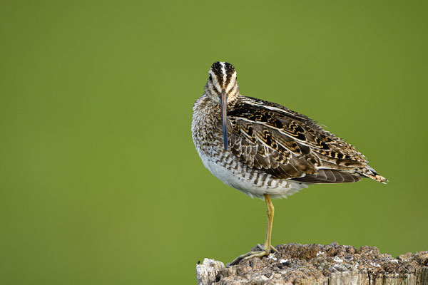 Bekassine (Gallinago gallinago)