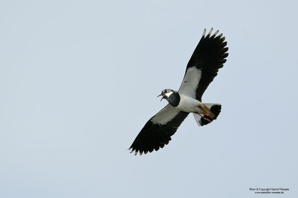 Kiebitz (Vanellus vanellus) Balzflug