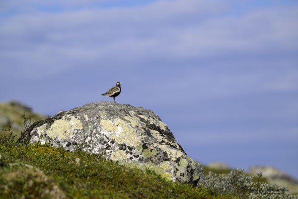 Goldregenpfeifer (Pluvialis apricaria)