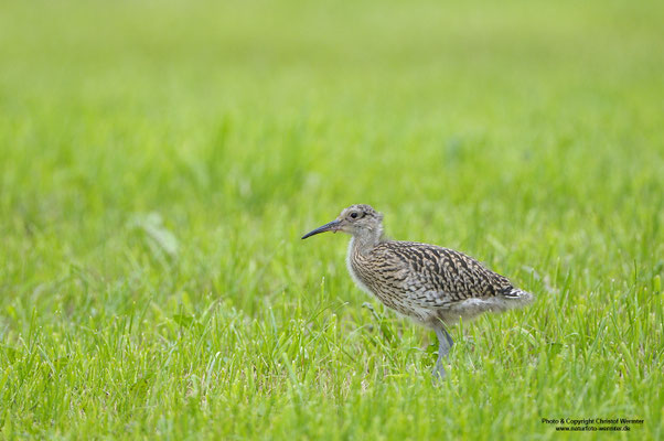 Großer Brachvogel (Numenius arquata), Jungvogel