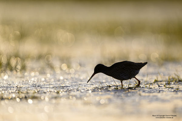 Rotschenkel (Tringa totanus) im Abendlicht