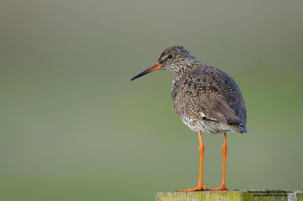 Rotschenkel (Tringa totanus)