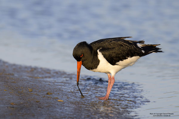 Austernfischer (Haematopus ostralegus) auf Nahrungssuche