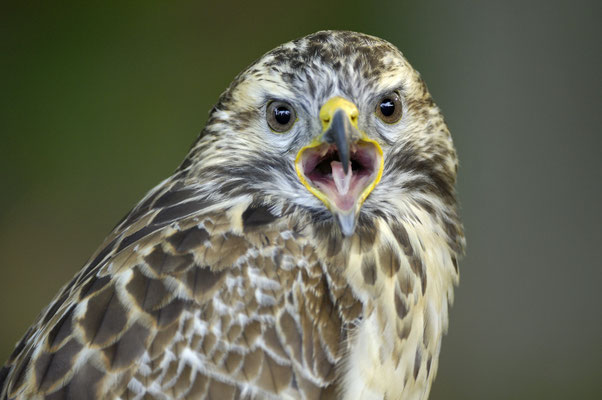 Mäusebussard (Buteo buteo), rufender Jungvogel (C)
