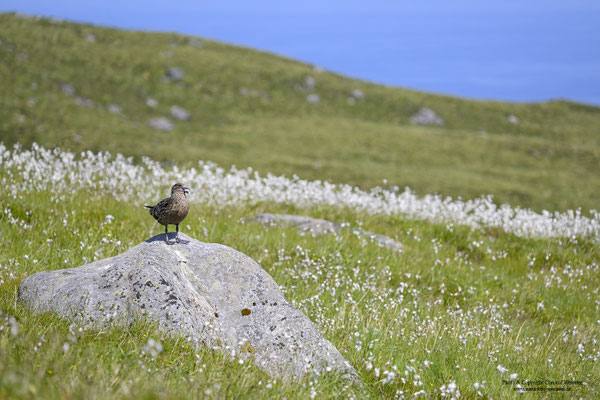 Skua (Stercorarius skua)