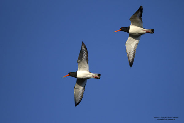 Austernfischer (Haematopus ostralegus)