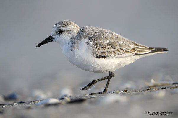 Sanderling (Calidris alba)