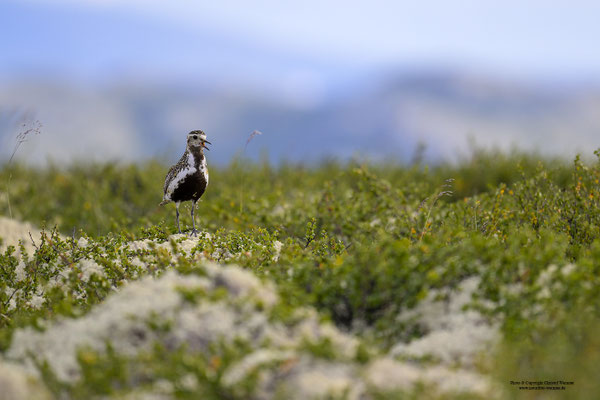Goldregenpfeifer (Pluvialis apricaria)