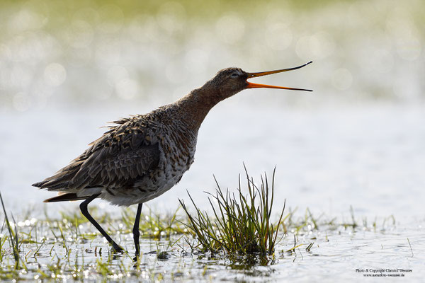 Uferschnepfe (Limosa limosa)