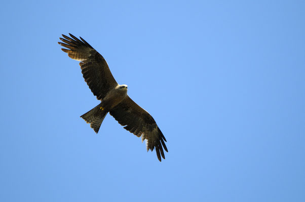 Schwarzmilan (Milvus migrans)