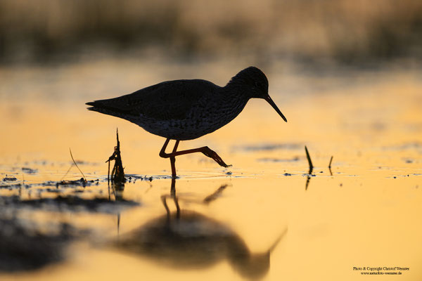Rotschenkel (Tringa totanus) im Abendlicht