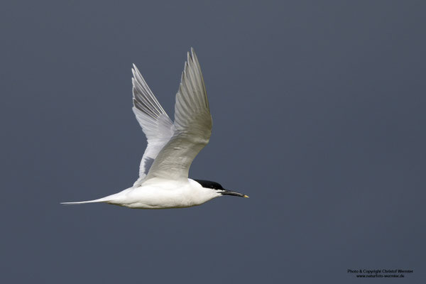 Brandseeschwalbe (Sterna sandvicensis)