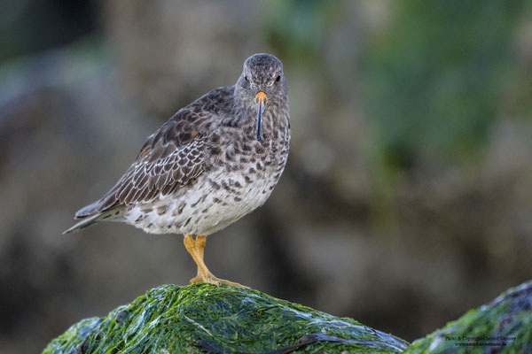 Meerstrandläufer (Calidris maritima)