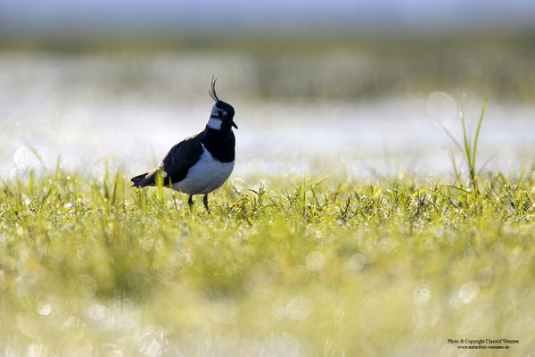 Kiebitz (Vanellus vanellus) im Gegenlicht