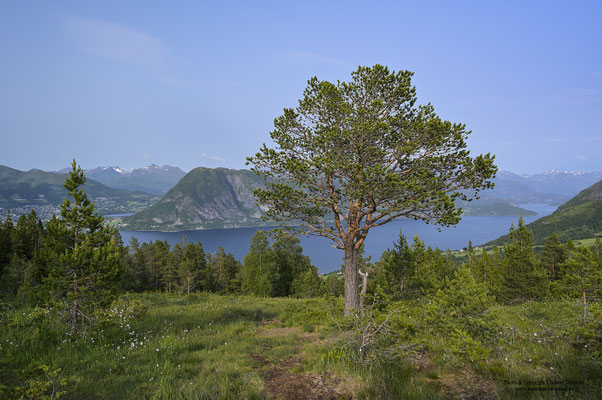 Blick auf Volda und den Voldsfjord