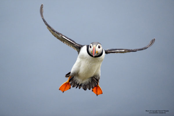 Papageitaucher im Flug