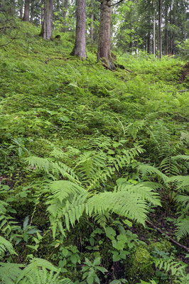 Farnkraut im Wald