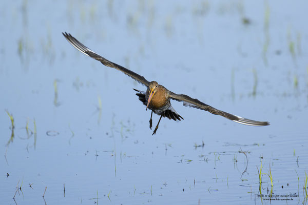 Uferschnepfe (Limosa limosa) landend