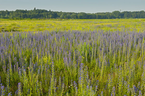 Gewöhnlicher Natternkopf (Echium vulgare)