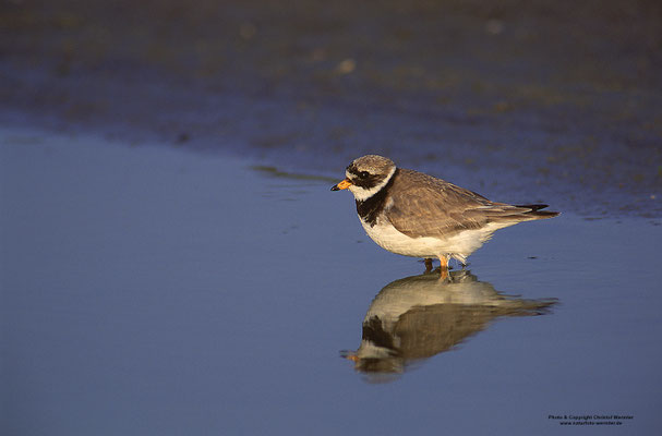 Sandregenpfeifer (Charadrius hiaticula)