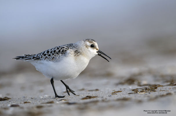 Sanderling (Calidris alba)