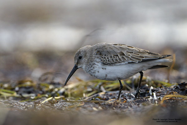 Alpenstrandläufer (Calidris alpina)
