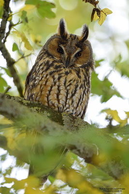 Waldohreule (Asio otus)