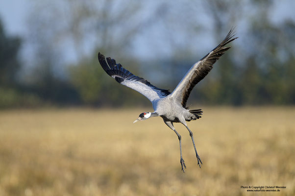 Kranich (Grus grus)