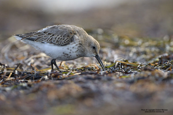 Alpenstrandläufer (Calidris alpina)