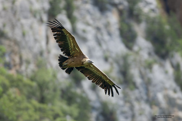 Gänsegeier (Gyps fulvus)