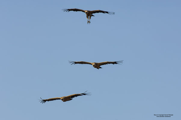 Gänsegeier (E)