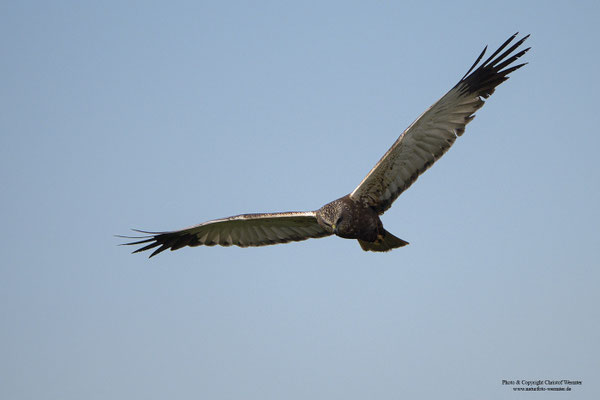 Rohrweihe (Circus aeruginosus), Männchen